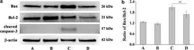 Cytoprotective Effects of Water Soluble Dihydropyrimidinthione Derivative Against UV-B Induced Human Corneal Epithelial Cell Photodamage